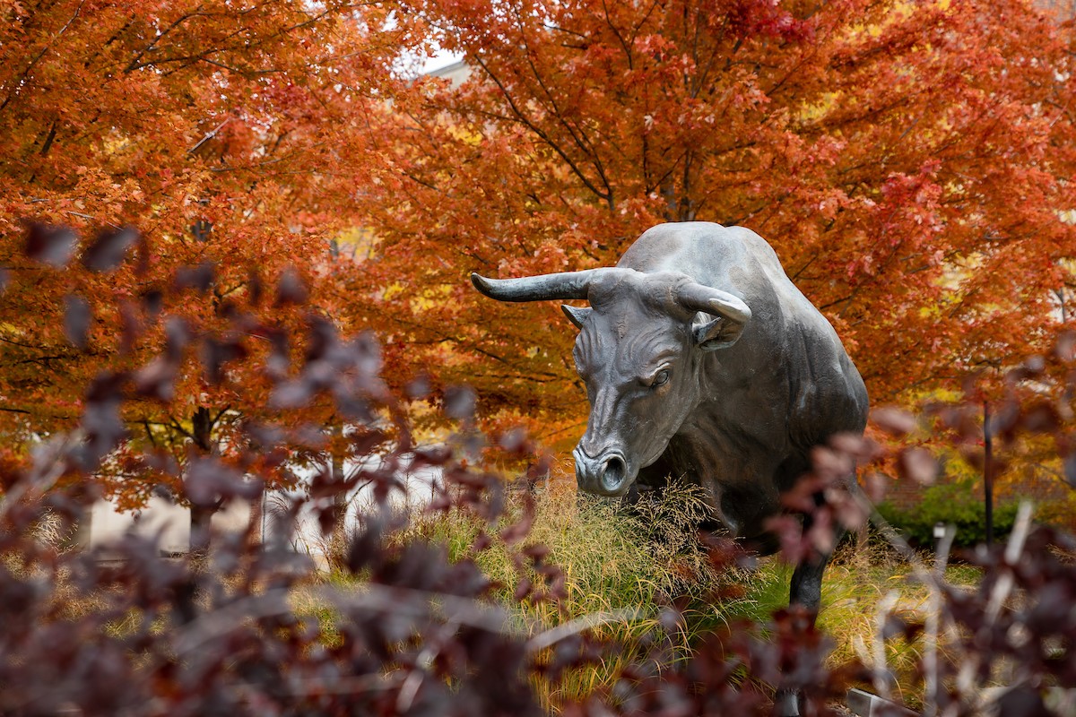 A bronze bull statue stands prominently in front of vibrant orange and red autumn trees. The foreground features soft-focus branches, framing the statue in a natural fall setting.