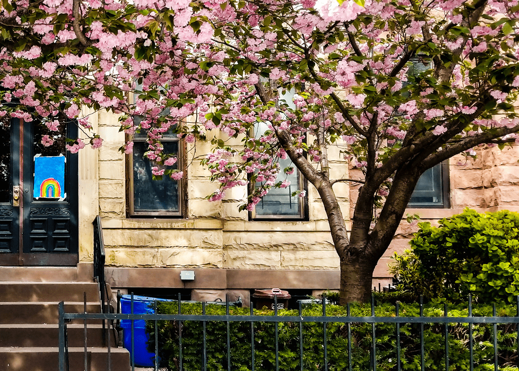 tree flowering in spring